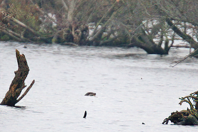 Europese Otter